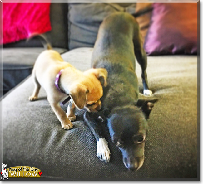 Willow the Chihuahua mix, the Dog of the Day Willow the Chihuahua mix, the Dog of the Day
