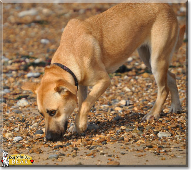 Bear the German Shepherd mix, the Dog of the Day