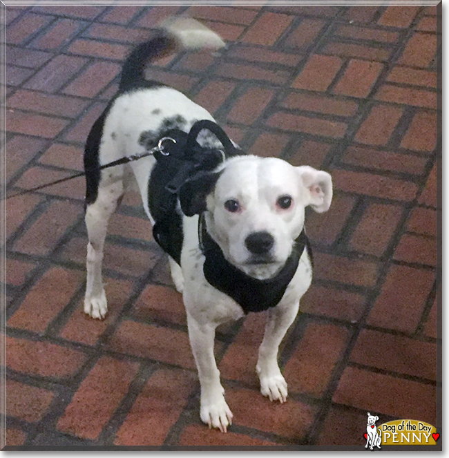 Penny the Terrier mix, the Dog of the Day