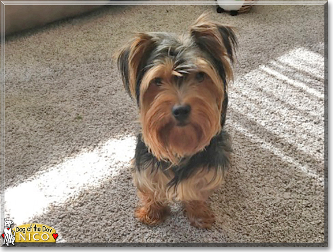can yorkies eat cucumbers nico terrier june 13 2017 can yorkies eat cucumbers nico terrier june 13 2017