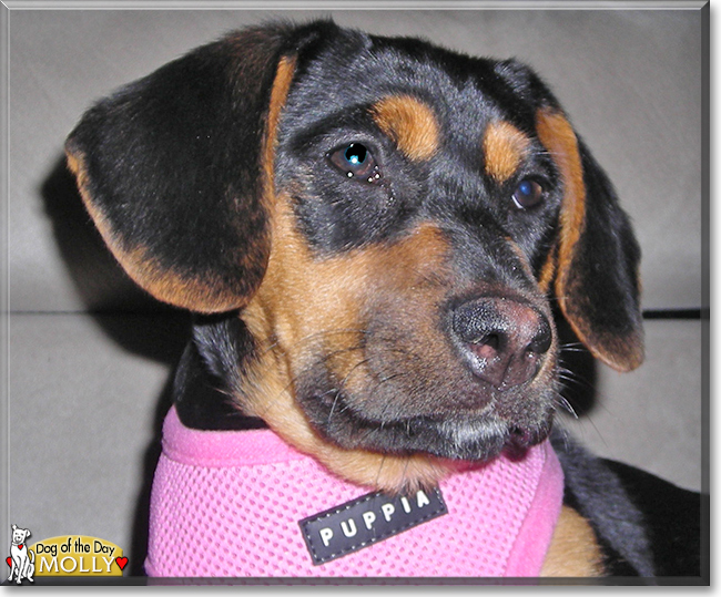 Molly the Beagle mix, the Dog of the Day