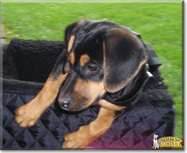 Molly the Beagle mix, the Dog of the Day