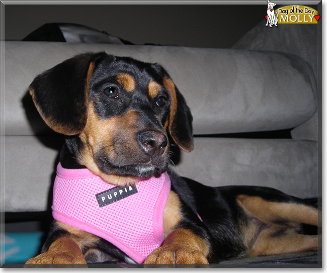 Molly the Beagle mix, the Dog of the Day