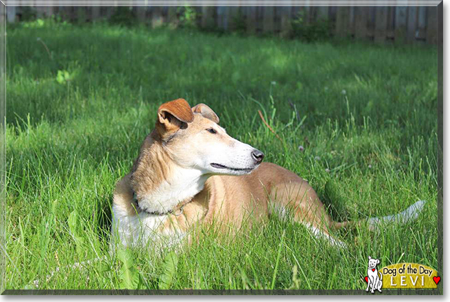 Levi the Smooth Collie, the Dog of the Day