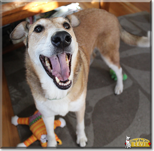 Levi the Smooth Collie, the Dog of the Day