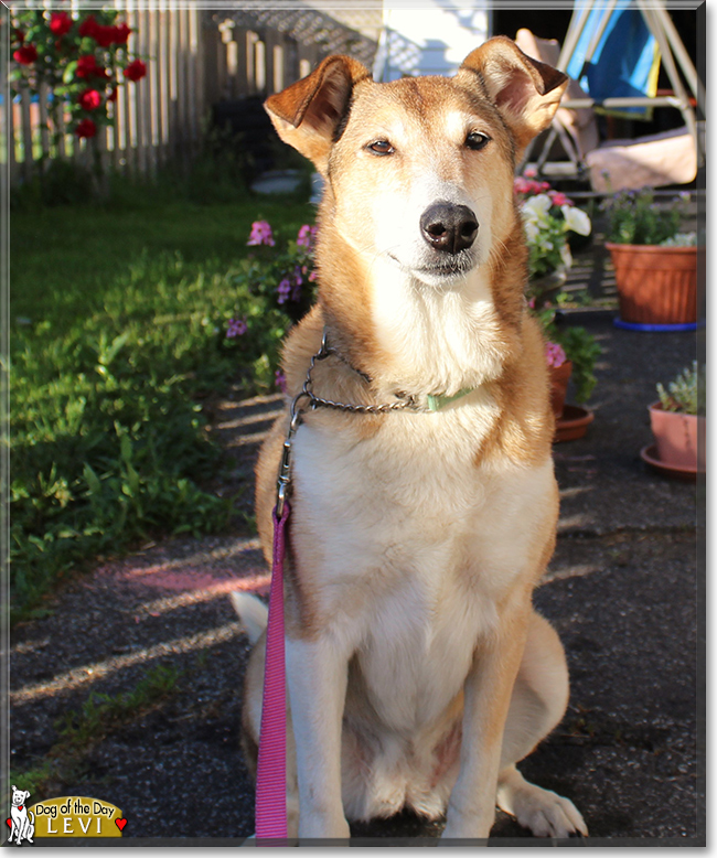 Levi the Smooth Collie, the Dog of the Day