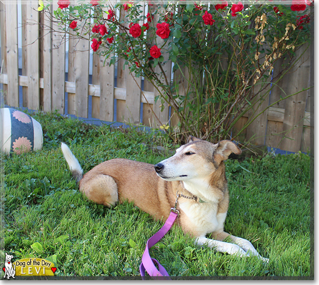 Levi the Smooth Collie, the Dog of the Day