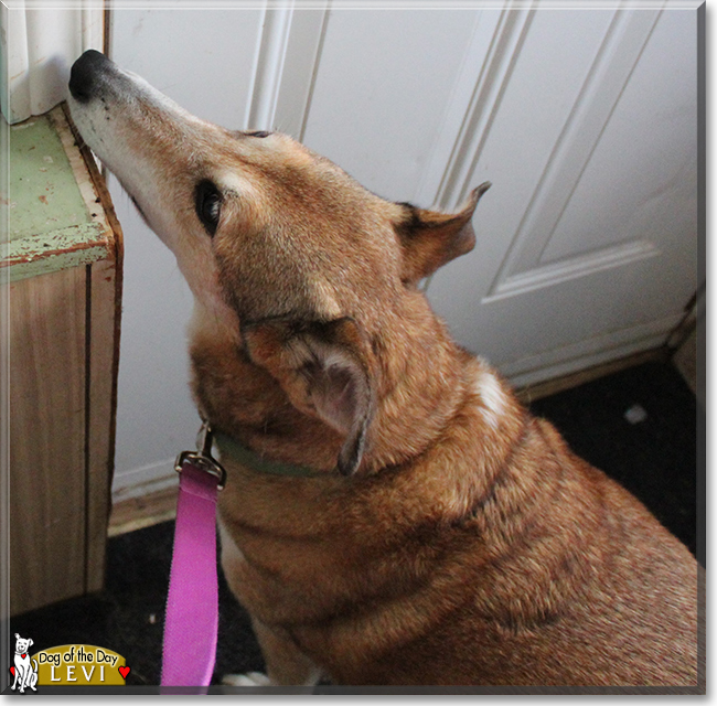 Levi the Smooth Collie, the Dog of the Day