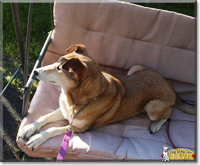 Levi the Smooth Collie, the Dog of the Day