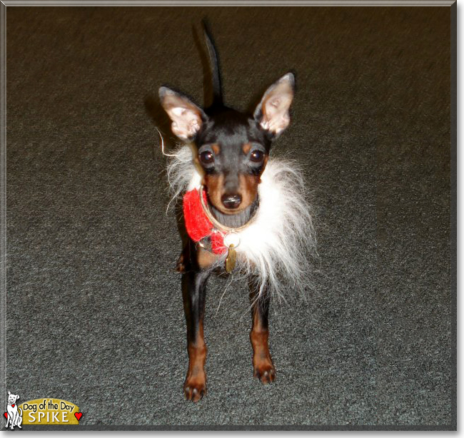 Spike the Miniature Pinscher, the Dog of the Day