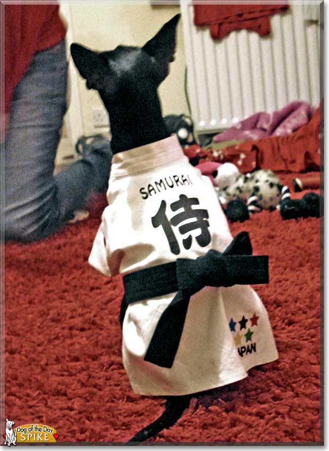 Spike the Miniature Pinscher, the Dog of the Day Spike the Miniature Pinscher, the Dog of the Day