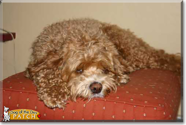 Patch the Cocker Spaniel, Poodle mix, the Dog of the Day