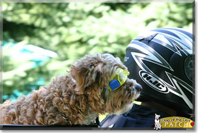 Patch the Cocker Spaniel, Poodle mix, the Dog of the Day