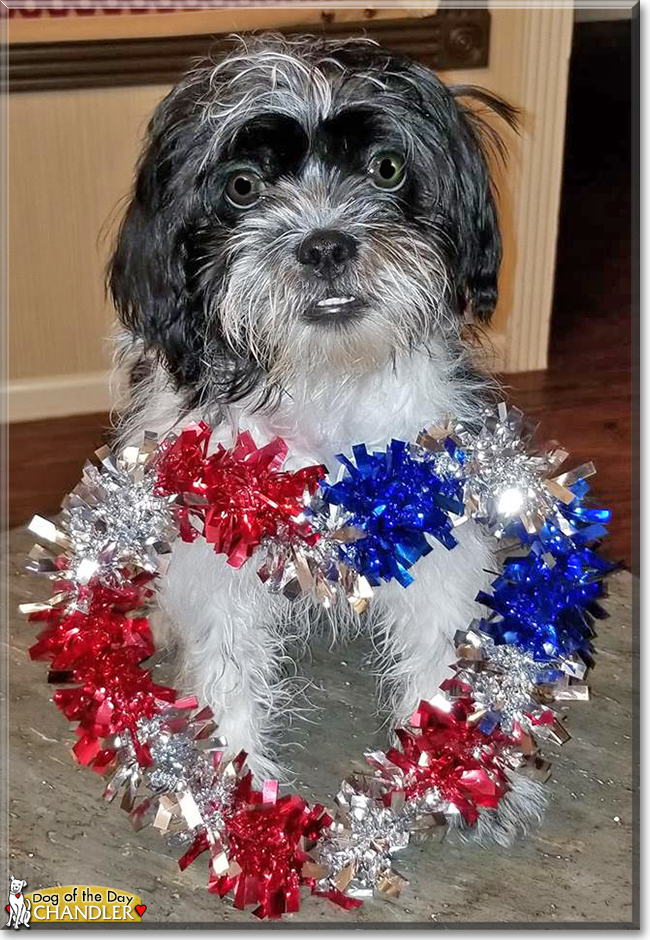 Chandler the Shih Tzu, Chihuahua, Yorkshire Terrier mix, the Dog of the Day