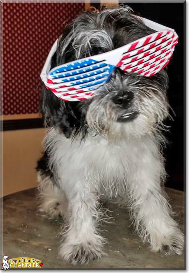 Chandler the Shih Tzu, Chihuahua, Yorkshire Terrier mix, the Dog of the Day