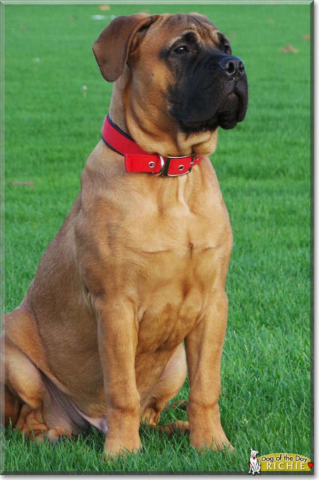 Richie the Bullmastiff, the Dog of the Day