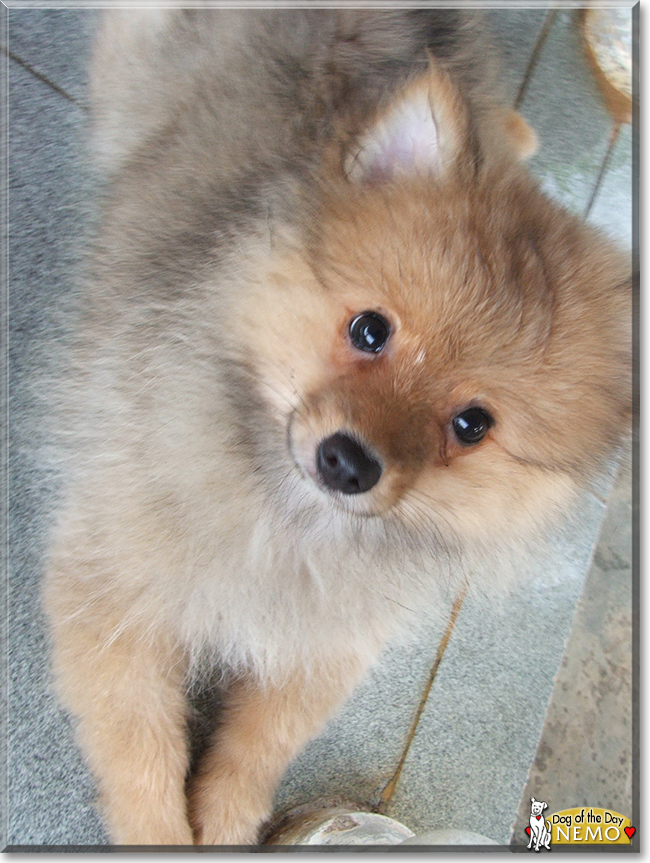 Nemo the Pomeranian, the Dog of the Day