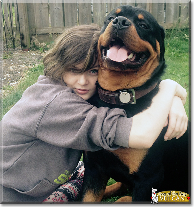 Vulcan the Rottweiler, the Dog of the Day