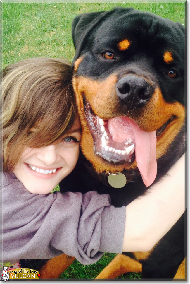 Vulcan the Rottweiler, the Dog of the Day