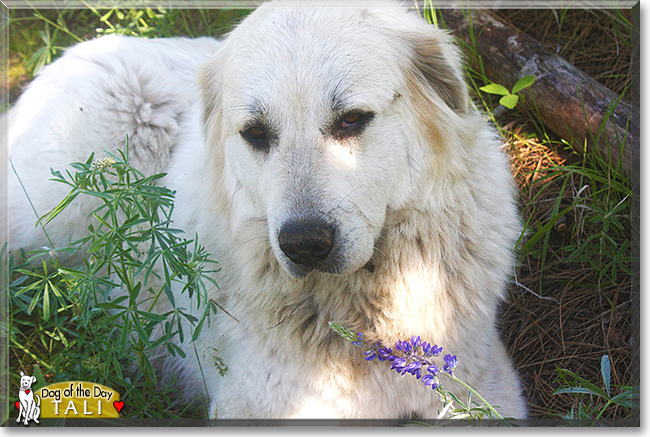 Tali the Great Pyrenees, the Dog of the Day