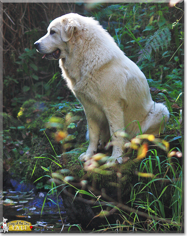 Tali the Great Pyrenees, the Dog of the Day