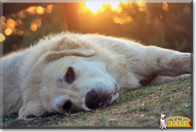 Tali the Great Pyrenees, the Dog of the Day