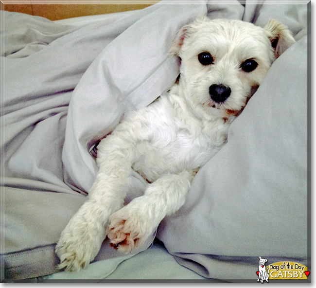 Gatsby the Maltese. Poodle mix, the Dog of the Day