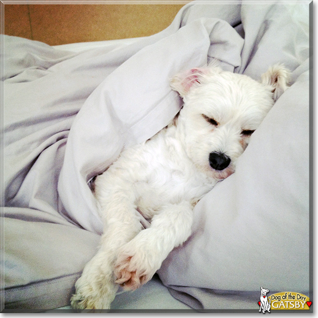 Gatsby the Maltese. Poodle mix, the Dog of the Day