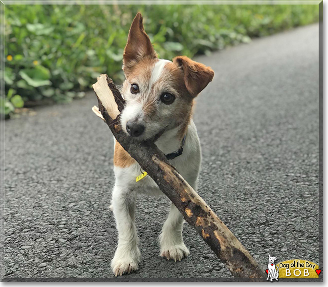 Bob the Jack Russell Terrier, the Dog of the Day