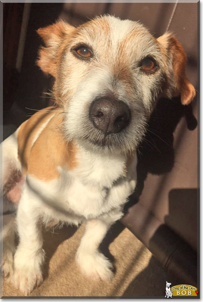 Bob the Jack Russell Terrier, the Dog of the Day