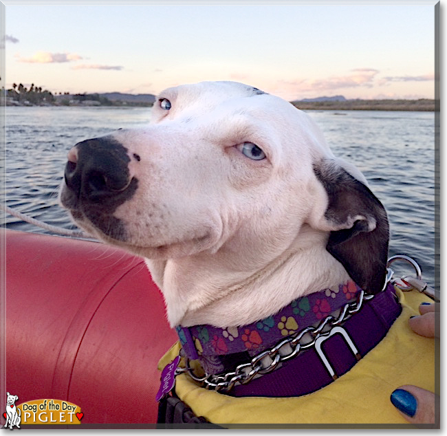 Piglet the Catahoula Leopard Dog, the Dog of the Day