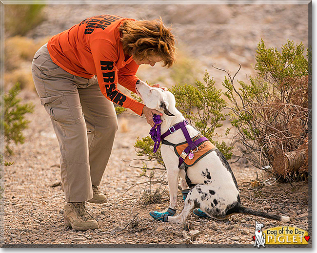 Piglet the Catahoula Leopard Dog, the Dog of the Day