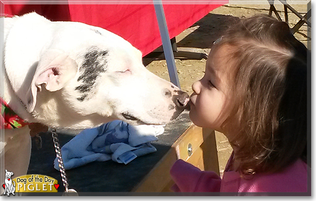 Piglet the Catahoula Leopard Dog, the Dog of the Day