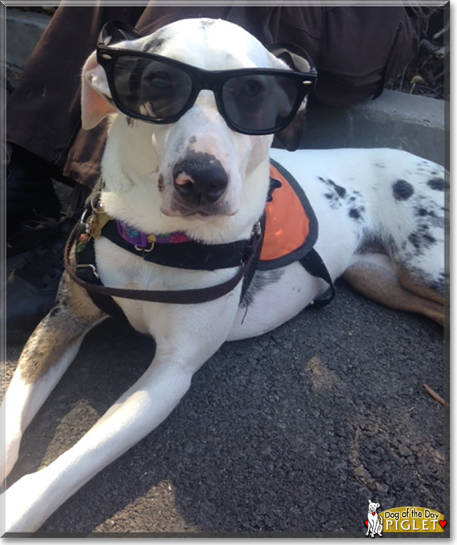 Piglet the Catahoula Leopard Dog, the Dog of the Day