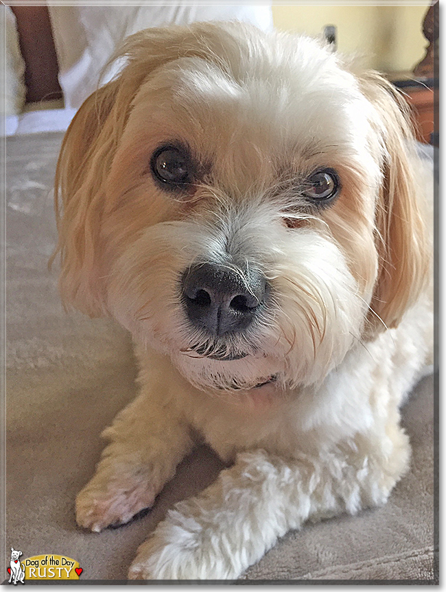 Rusty the Lhasa Apso/Maltese mix, the Dog of the Day