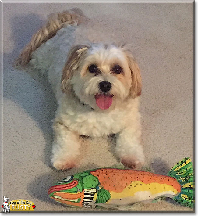 Rusty the Lhasa Apso/Maltese mix, the Dog of the Day