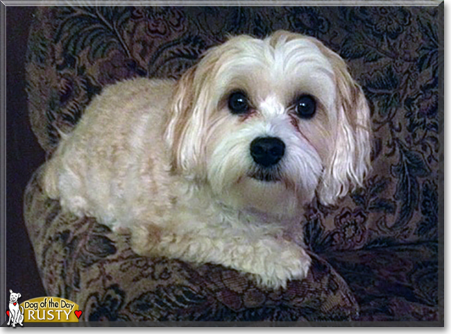 Rusty the Lhasa Apso/Maltese mix, the Dog of the Day