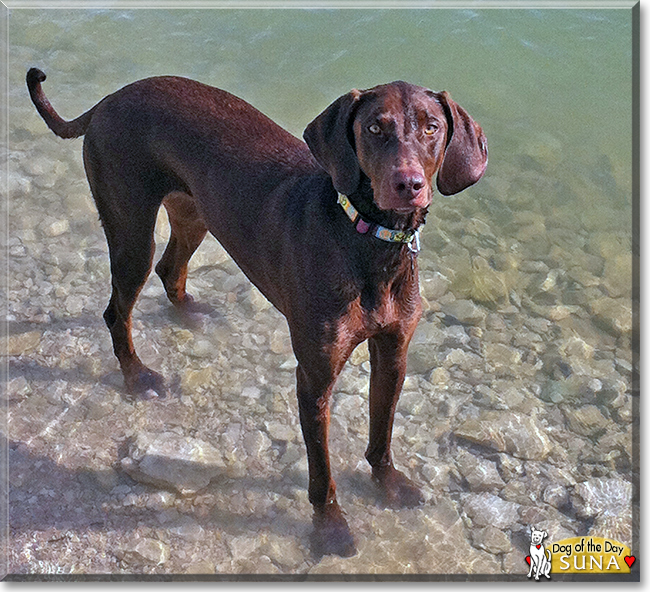 Doberman Pointer Mix Dogs