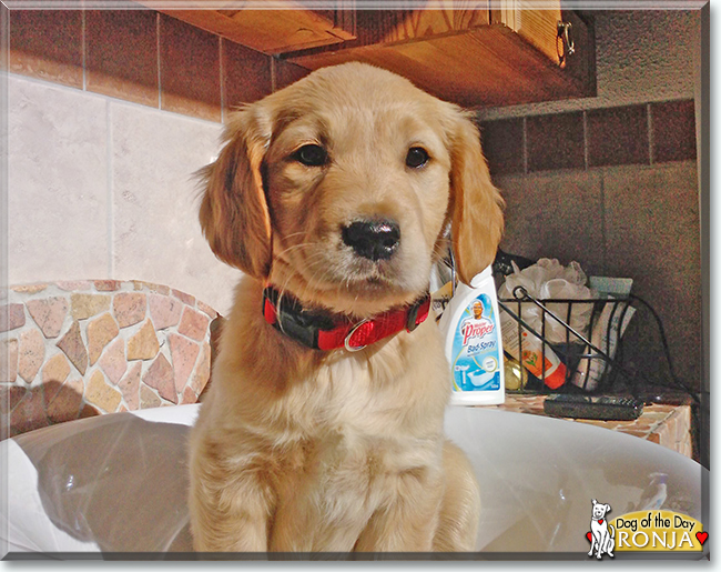 Ronja the Golden Retriever, the Dog of the Day