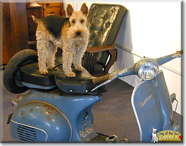 Emma the Welsh Terrier, the Dog of the Day