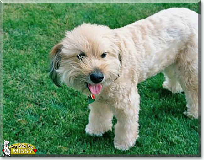 Missy the Terrier mix, the Dog of the Day