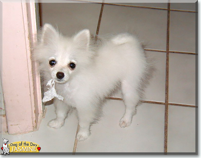 Jasmine the Pomeranian, the Dog of the Day