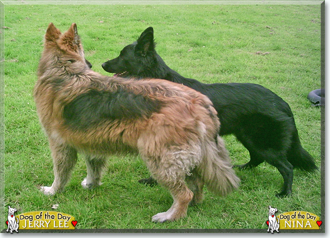 Nina, Jerry Lee the German Shepherds, the Dog of the Day