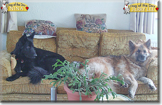 Nina, Jerry Lee the German Shepherds, the Dog of the Day