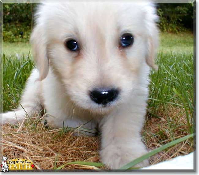 Faith the Golden Retriever, the Dog of the Day