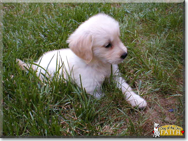 Faith the Golden Retriever, the Dog of the Day