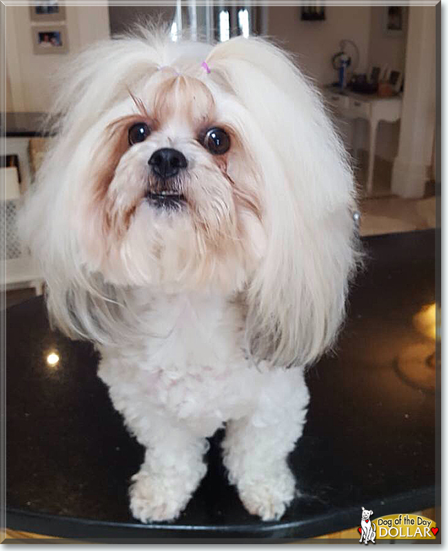 Dollar the Bichon Frise, Shih Tzu mix, the Dog of the Day