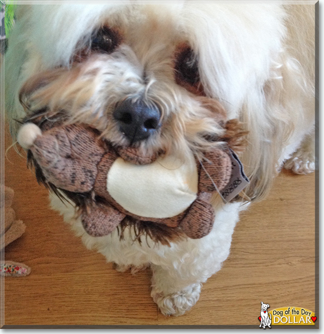 Dollar the Bichon Frise, Shih Tzu mix, the Dog of the Day