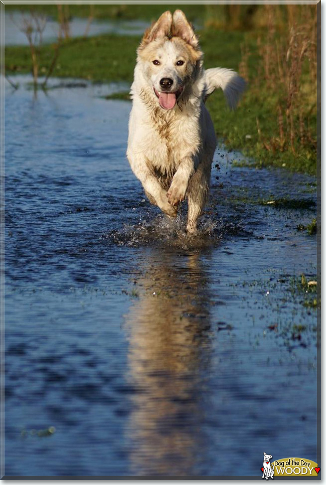 Woody the Siberian Husky, Border Collie mix, the Dog of the Day