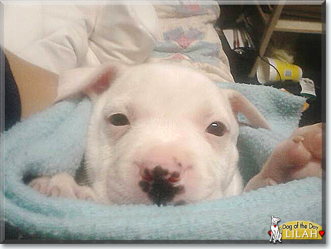 Lilah the Pitbull Terrier/Husky mix, the Dog of the Day